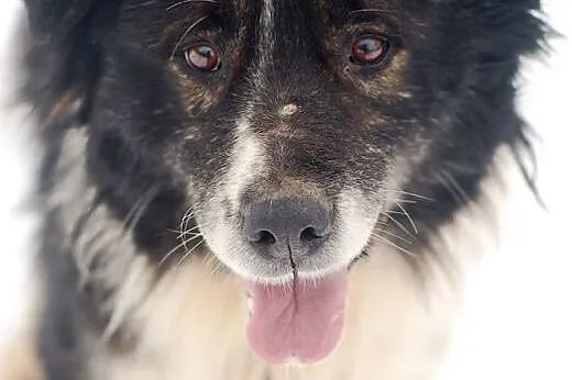 Horacy poleca się do adopcji. Przygarnij go.,  łód