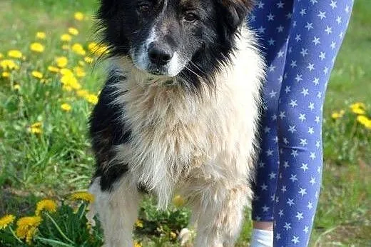 Horacy poleca się do adopcji. Przygarnij go.,  łód