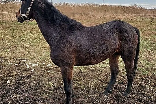 Sprzedam klacz, , Czerwieńsk