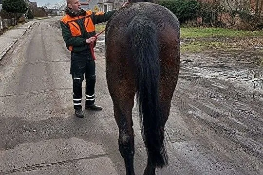 Sprzedam klacz, , Czerwieńsk