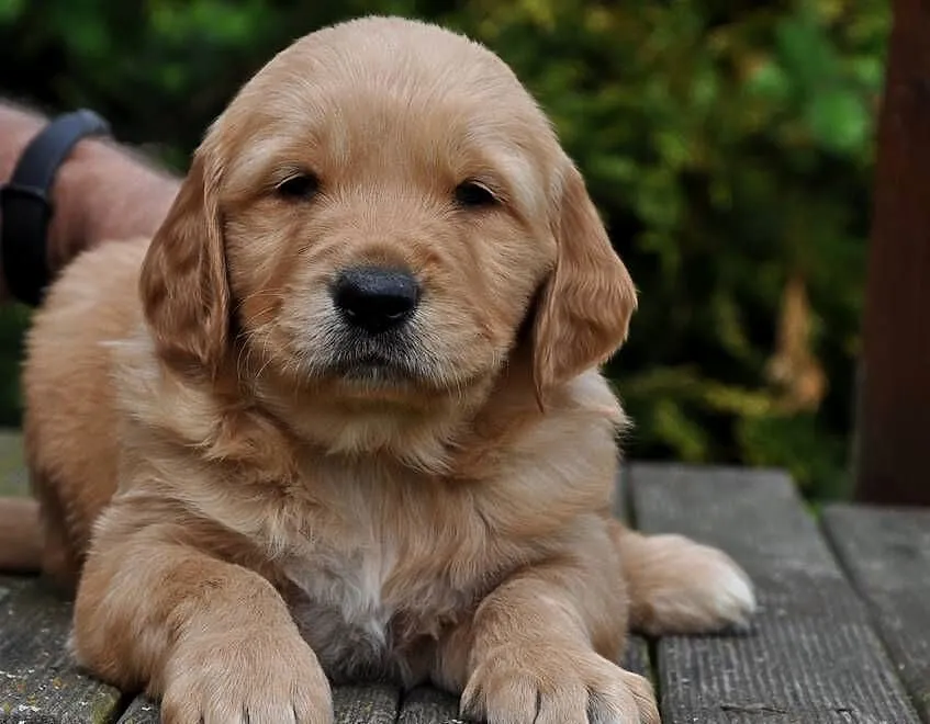 Golden retriever pieski, Mazowieckie, Przysucha