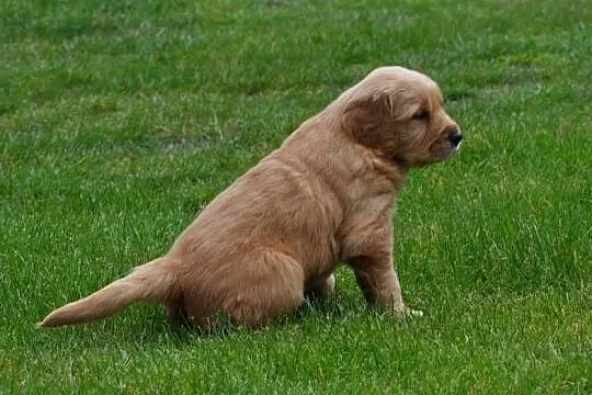 Golden retriever pieski, Mazowieckie, Przysucha