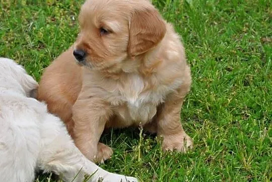 Golden retriever pieski, Mazowieckie, Przysucha