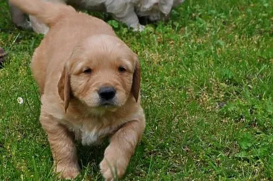 Golden retriever pieski, Mazowieckie, Przysucha