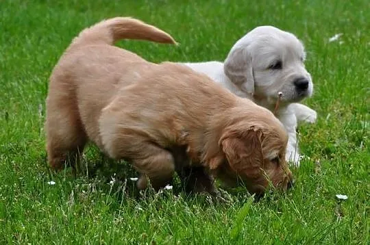 Golden retriever pieski, Mazowieckie, Przysucha