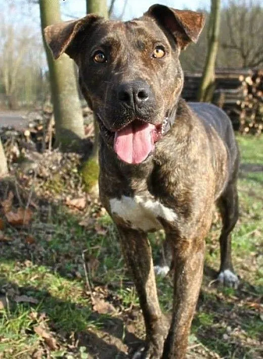 Sonia – mix amstaff/molos, małopolskie
