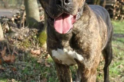 Sonia &#8211; mix amstaff/molos,  małopolskie 