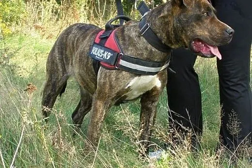 Sonia &#8211; mix amstaff/molos,  małopolskie 