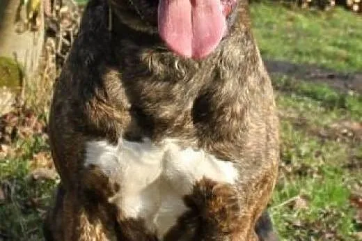 Sonia &#8211; mix amstaff/molos,  małopolskie 