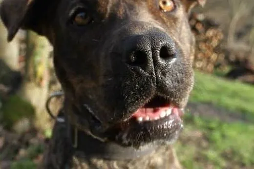 Sonia &#8211; mix amstaff/molos,  małopolskie 