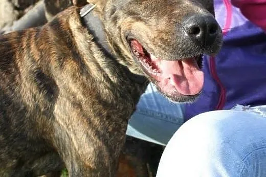 Sonia &#8211; mix amstaff/molos,  małopolskie 