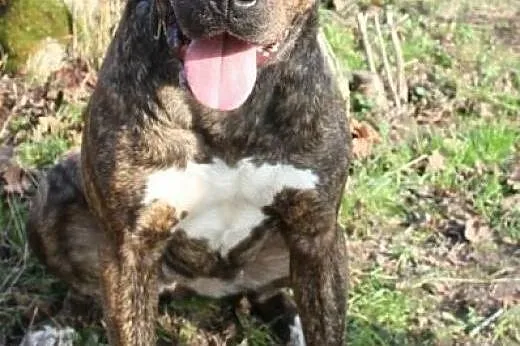 Sonia &#8211; mix amstaff/molos,  małopolskie 