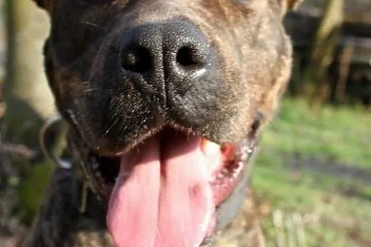 Sonia &#8211; mix amstaff/molos,  małopolskie 