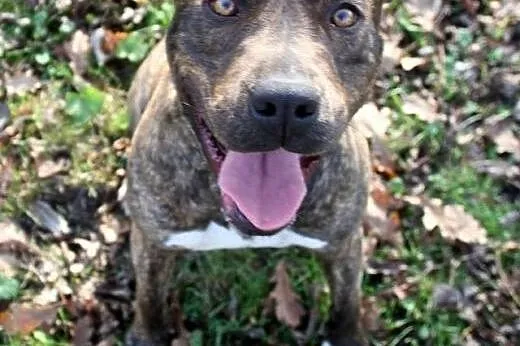 Sonia &#8211; mix amstaff/molos,  małopolskie 