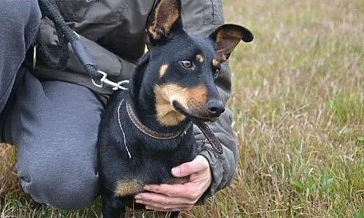 Żabcia-młodziutka, urocza przytulaska pilnie szuka
