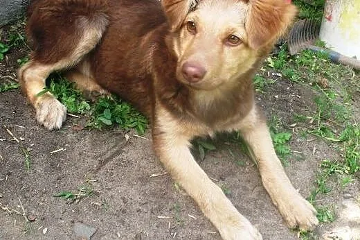 Rudy – dzielny szczeniaczek ,  mazowieckie Warszawa