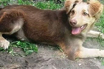Rudy – dzielny szczeniaczek ,  mazowieck