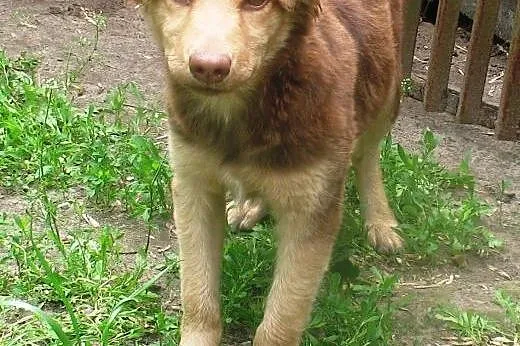 Rudy – dzielny szczeniaczek ,  mazowieck