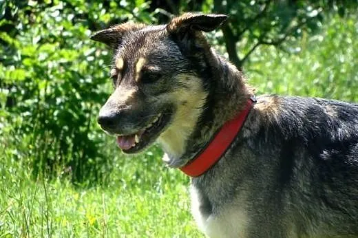 AZA piękna, średnia, radosna sunia poleca sie do a