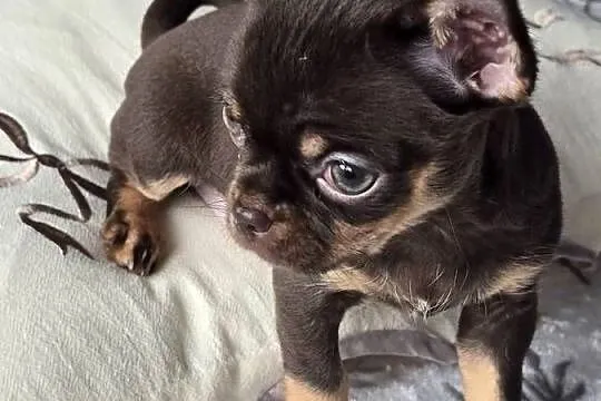 Chihuahua Czekoladowa Maleńka ***Salsa***