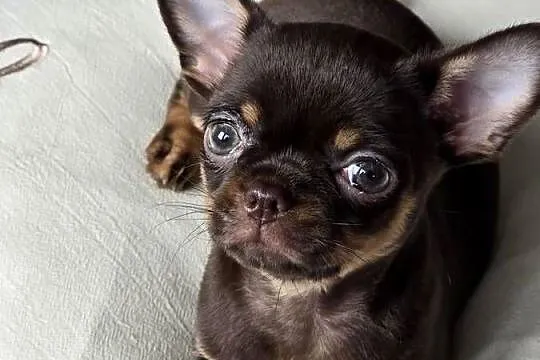 Chihuahua Czekoladowa Maleńka ***Salsa***, Śląskie, Wilkowice