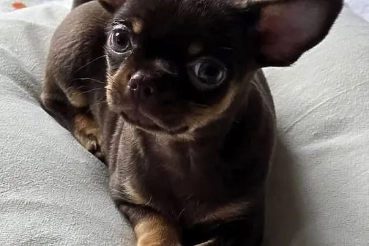 Chihuahua Czekoladowa Maleńka ***Salsa***, Śląskie, Wilkowice