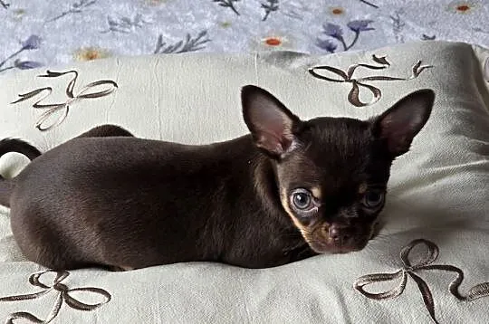 Chihuahua Czekoladowa Maleńka ***Salsa***, Śląskie, Wilkowice