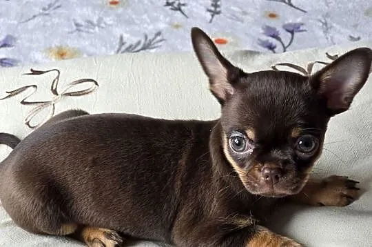 Chihuahua Czekoladowa Maleńka ***Salsa***, Śląskie, Wilkowice