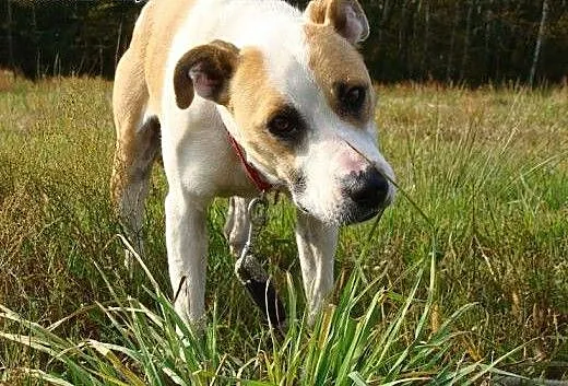 Amfi - energiczna i towarzyska poleca się do adopc