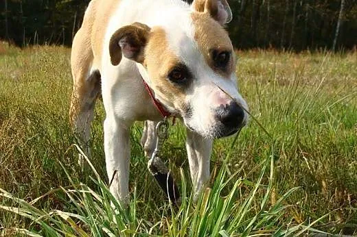 Amfi - energiczna i towarzyska poleca się do adopc
