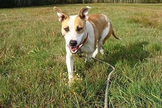 Amfi - energiczna i towarzyska poleca się do adopc