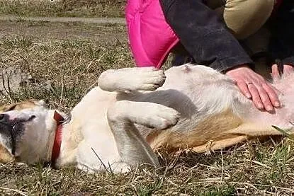 Amfi - energiczna i towarzyska poleca się do adopc