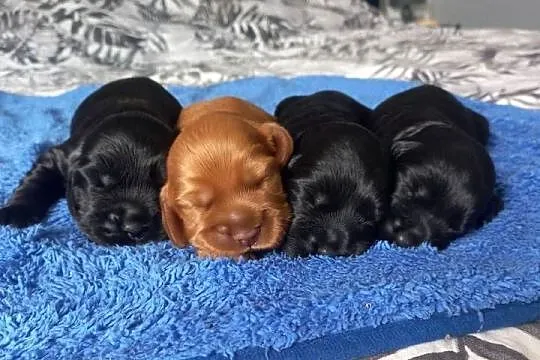 Cocker Spaniel Angielski Możliwość Rezerwacji