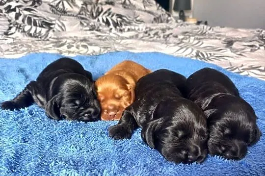 Cocker Spaniel Angielski Możliwość Rezerwacji, Wielkopolskie, Jutrosin