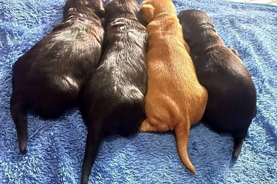 Cocker Spaniel Angielski Możliwość Rezerwacji, Wielkopolskie, Jutrosin