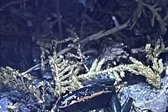 Phyllobates Vittatus, Mazowieckie, Warszawa