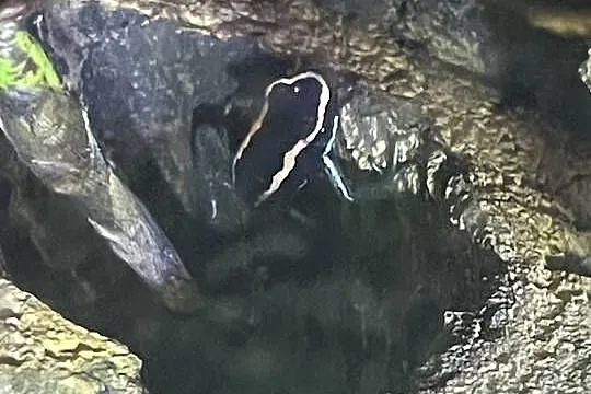 Phyllobates Vittatus, Mazowieckie, Warszawa