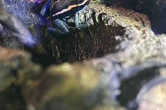 Phyllobates Vittatus, Mazowieckie, Warszawa