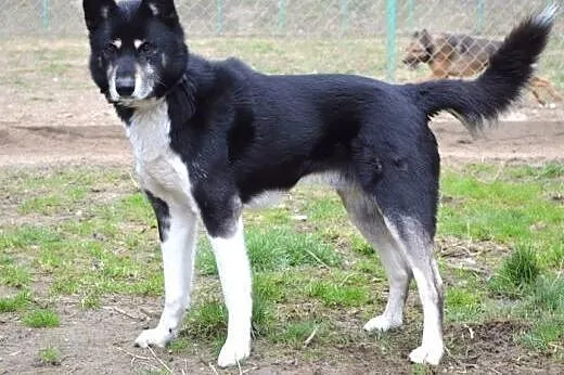 Timur - dostojny, piękny pies :),  warmińsko-mazur