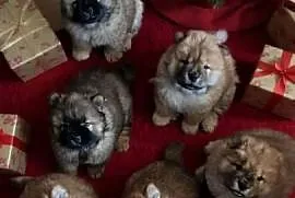 Chow-chow Szczeniaki  FCI