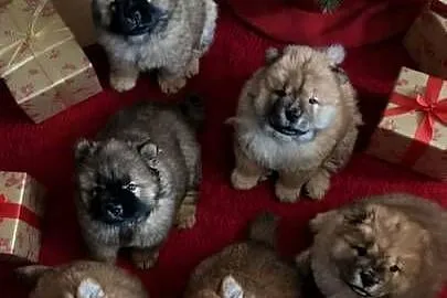 Chow-chow Szczeniaki  FCI