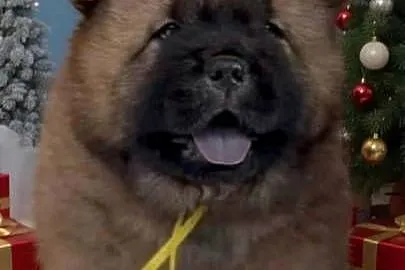 Chow-chow Szczeniaki  FCI, Śląskie, Pszczyna