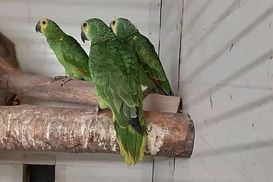 Sprzedam Amazonki niebieskoczelne