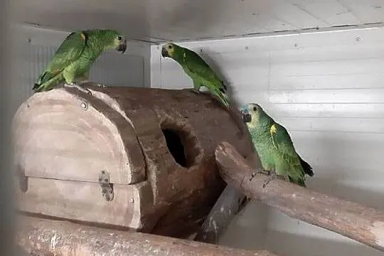 Sprzedam Amazonki niebieskoczelne, Śląskie, Mizerów