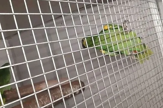 Sprzedam Amazonki niebieskoczelne, Śląskie, Mizerów