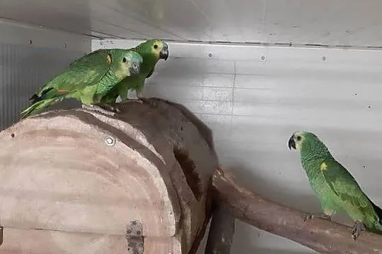 Sprzedam Amazonki niebieskoczelne, Śląskie, Mizerów