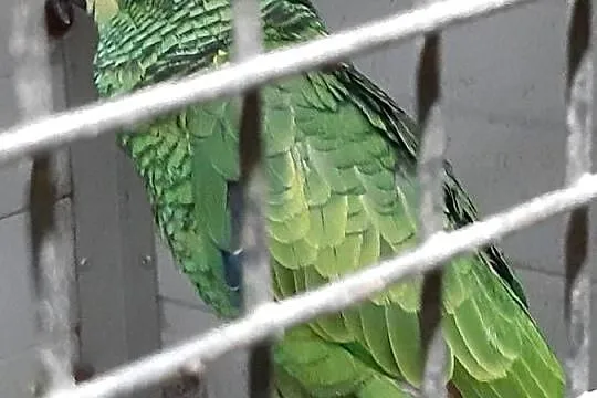 Sprzedam Amazonki niebieskoczelne, Śląskie, Mizerów