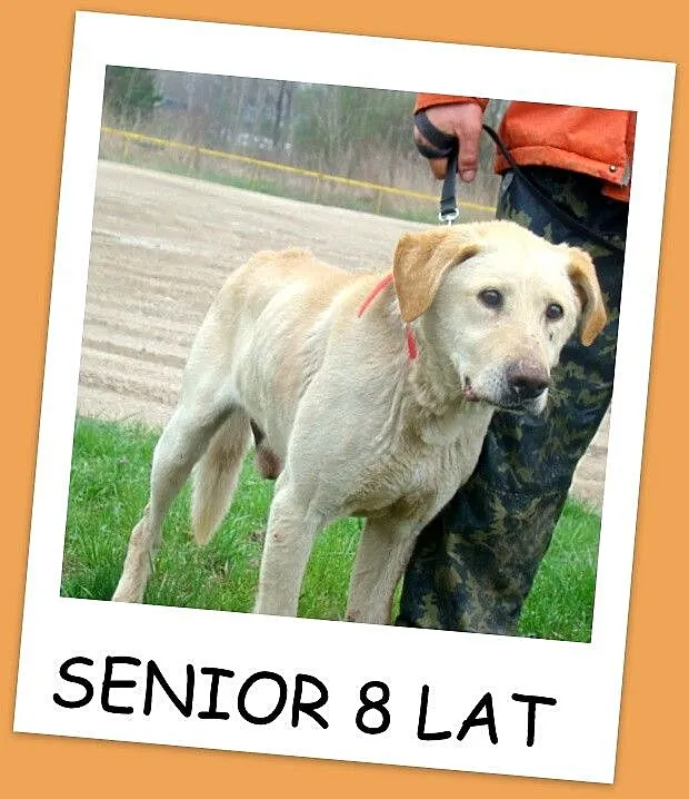 Labrador mix,pies ANIOŁ senior 8 lat,łagodny,zrówn