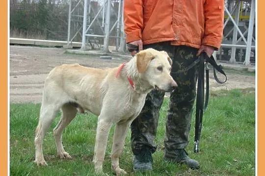 Labrador mix,pies ANIOŁ senior 8 lat,łagodny,zrówn