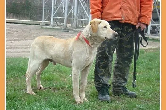 Labrador mix,pies ANIOŁ senior 8 lat,łagodny,zrówn